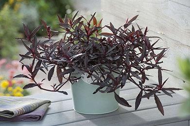 美少女养成游戏《火山的女儿》Demo上线 摩点众筹同步开启